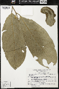 Quararibea funebris image
