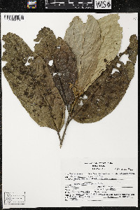Quararibea funebris image