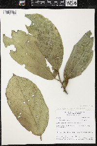 Quararibea funebris image