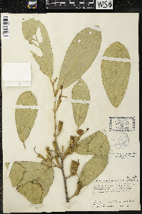 Quararibea funebris image