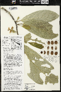 Quararibea funebris image
