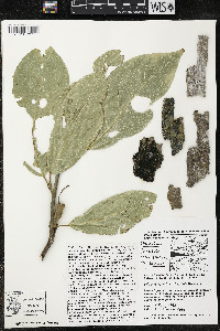 Quararibea funebris image