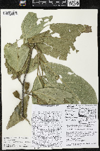 Quararibea funebris image