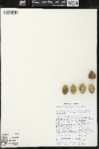 Quararibea funebris image