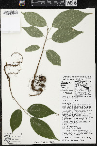 Quararibea funebris image