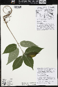 Quararibea funebris image