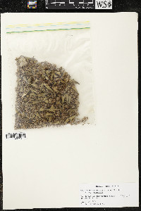 Quararibea funebris subsp. funebris image