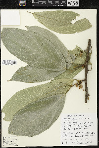 Quararibea funebris image