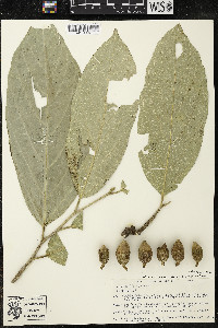 Quararibea funebris image