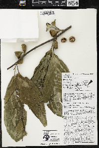 Quararibea funebris image