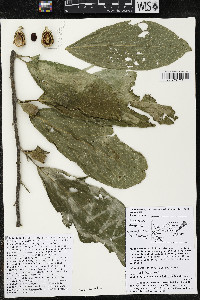 Quararibea funebris subsp. funebris image