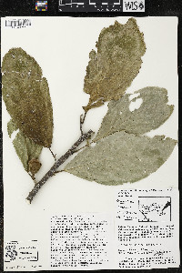 Quararibea funebris image