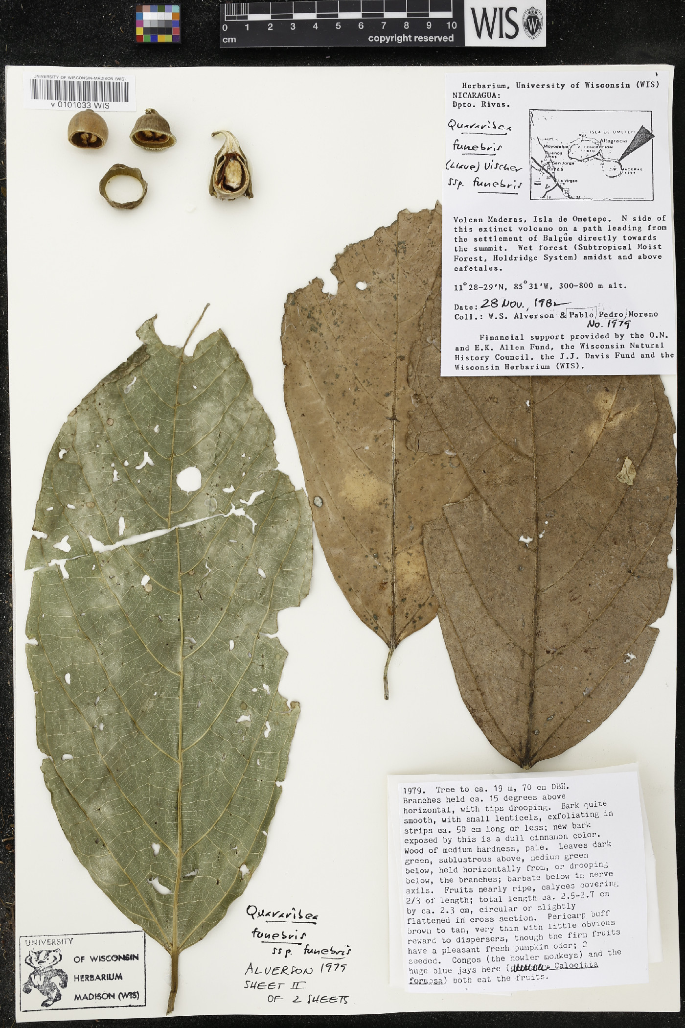 Quararibea funebris subsp. funebris image