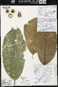 Quararibea funebris image