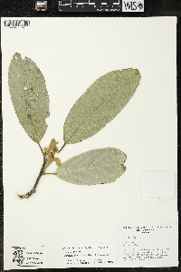 Quararibea funebris image