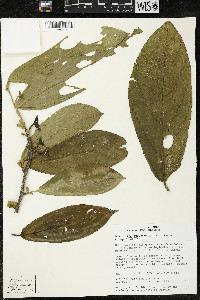 Quararibea funebris image