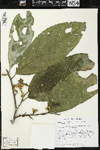Quararibea funebris image