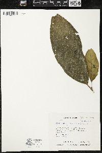 Quararibea funebris image