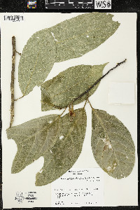 Quararibea funebris image