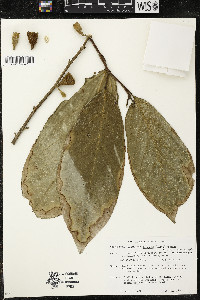 Quararibea funebris image