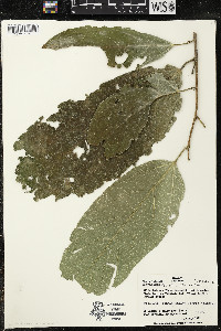 Quararibea funebris image