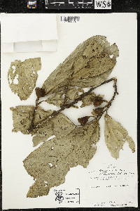 Quararibea funebris image