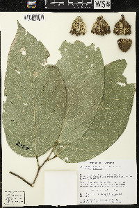 Quararibea funebris image