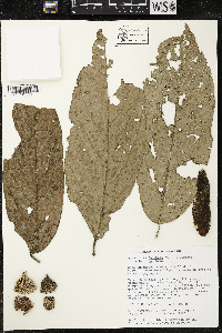 Quararibea funebris image