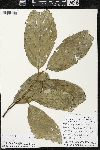 Quararibea funebris image