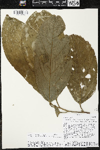Quararibea funebris subsp. funebris image