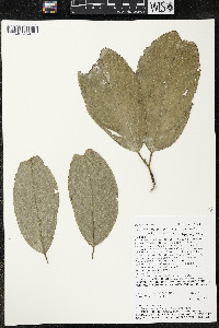 Quararibea funebris subsp. funebris image