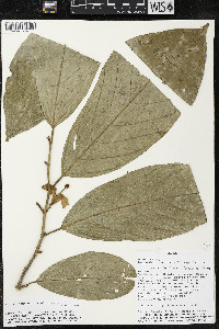 Quararibea funebris image