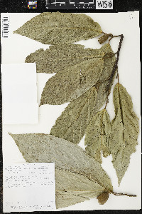 Quararibea funebris subsp. funebris image