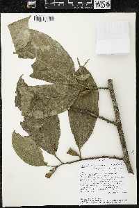 Quararibea funebris image