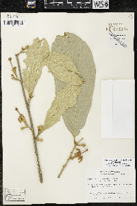 Quararibea funebris image