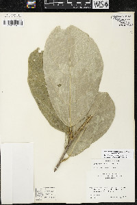 Quararibea funebris image