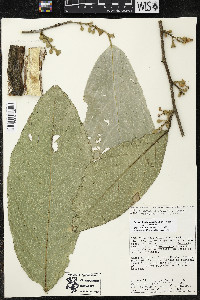 Quararibea funebris subsp. funebris image