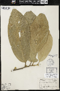 Quararibea funebris image