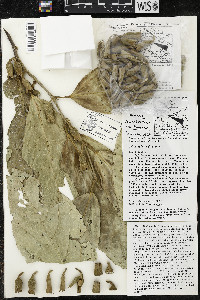 Quararibea funebris subsp. funebris image