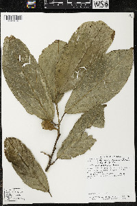 Quararibea funebris image