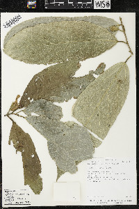 Quararibea funebris image