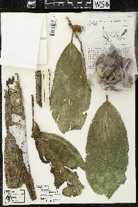 Quararibea funebris subsp. funebris image