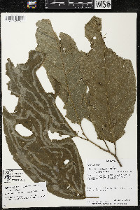 Quararibea funebris image