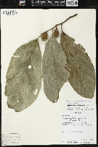 Quararibea funebris image