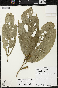 Quararibea funebris image