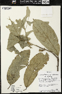 Quararibea funebris image