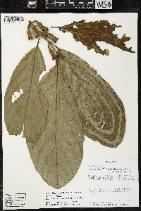 Quararibea funebris image