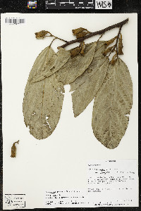 Quararibea funebris image