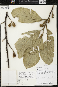 Quararibea funebris image