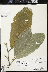 Quararibea funebris image